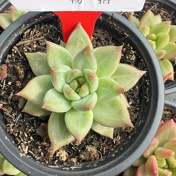 美人优选615多肉植物
