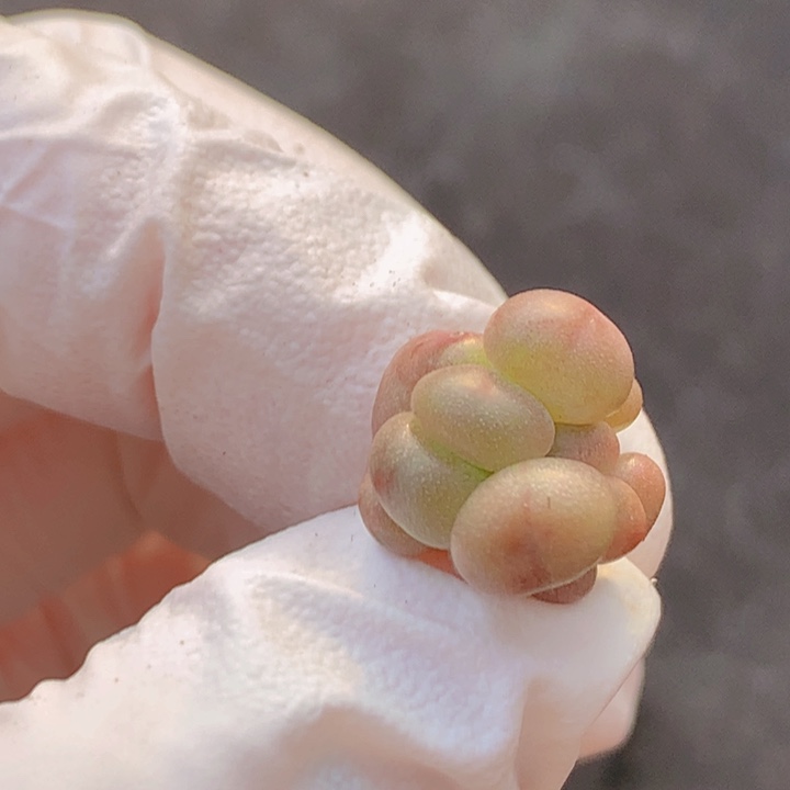 一物一拍 流星锤 咔咔咔