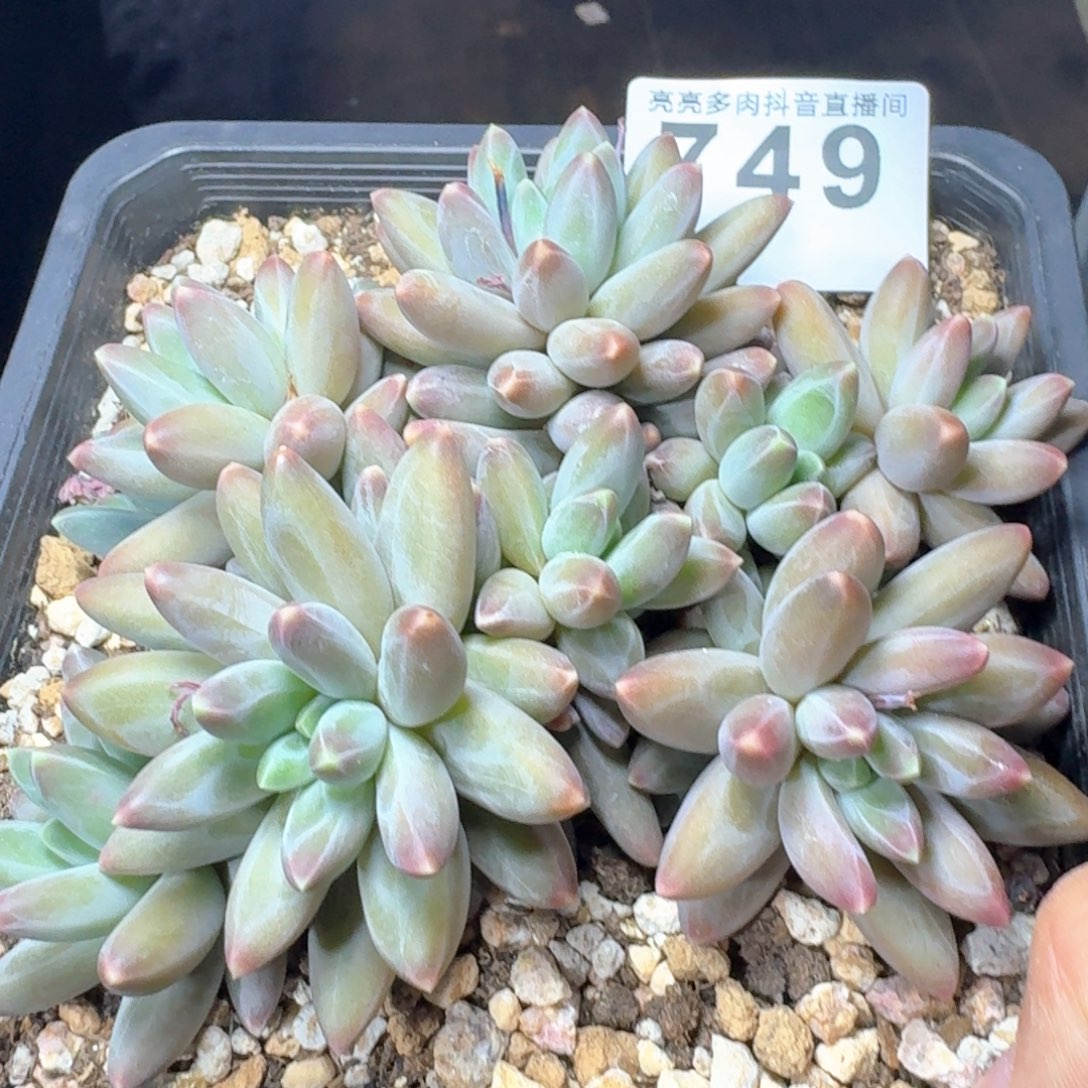 伊卡鲁斯         多肉植物