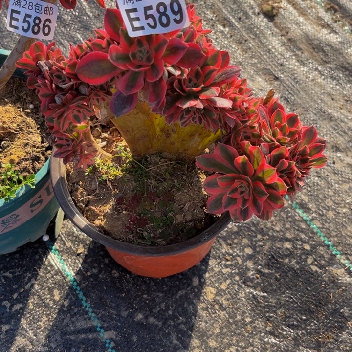 589多肉植物一物一拍