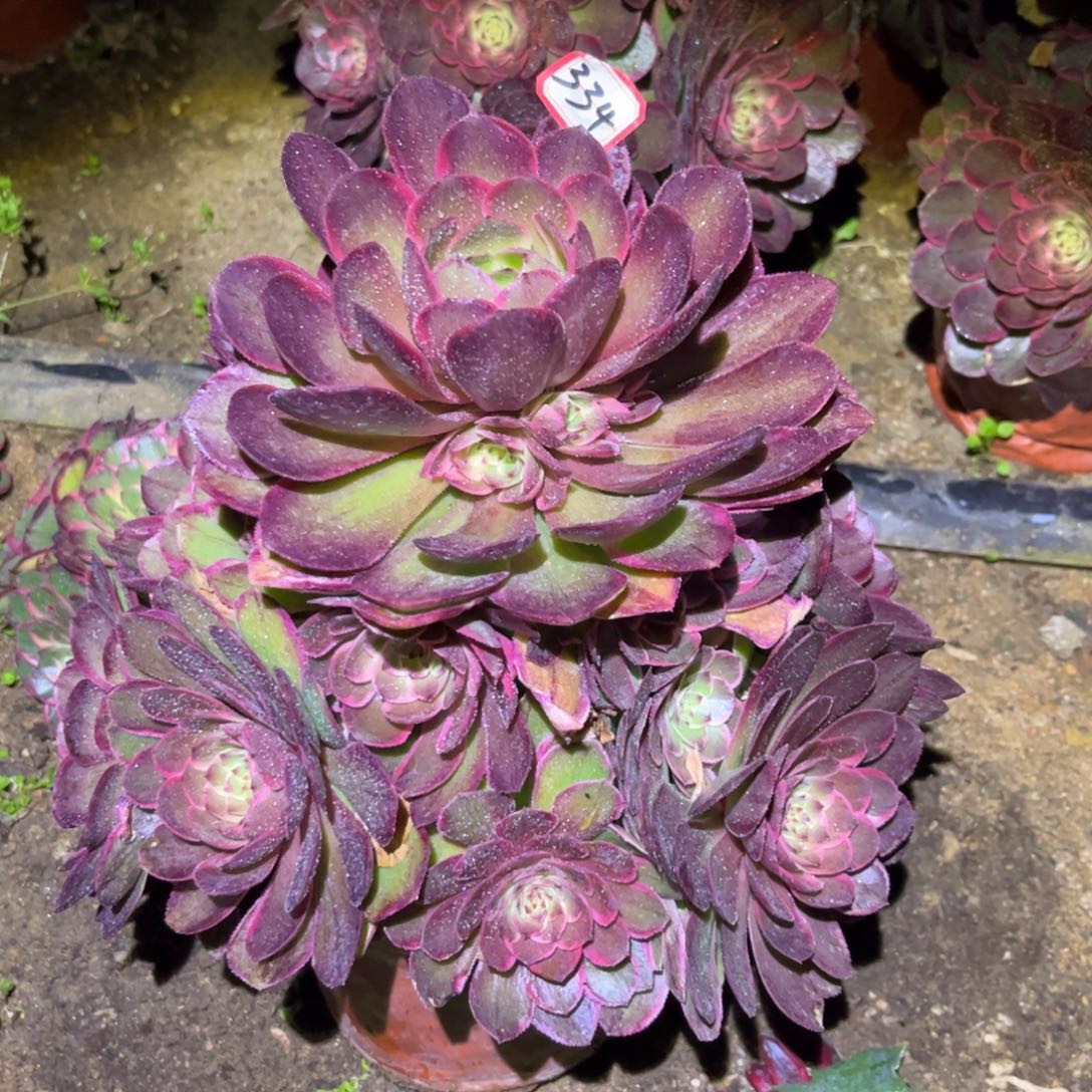 334多肉植物粉花妖