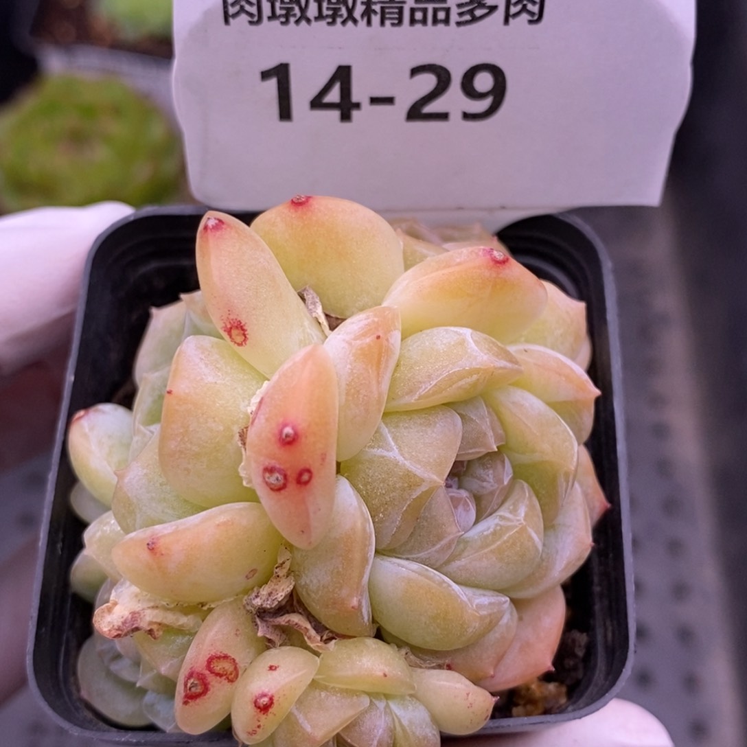 【闪购商品】14-29朦胧
