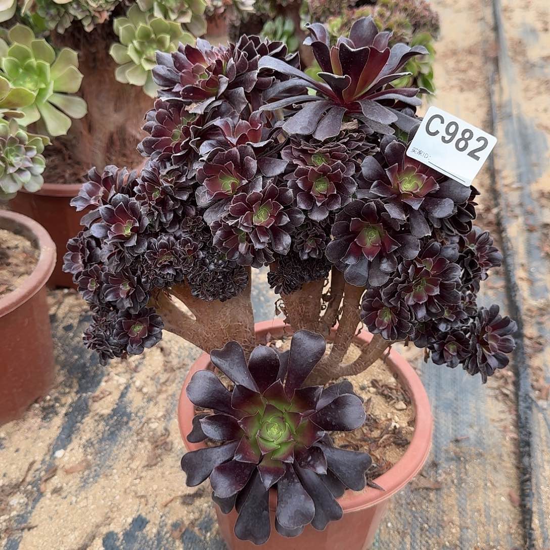 982欧紫朵朵微瑕一颗呀呀