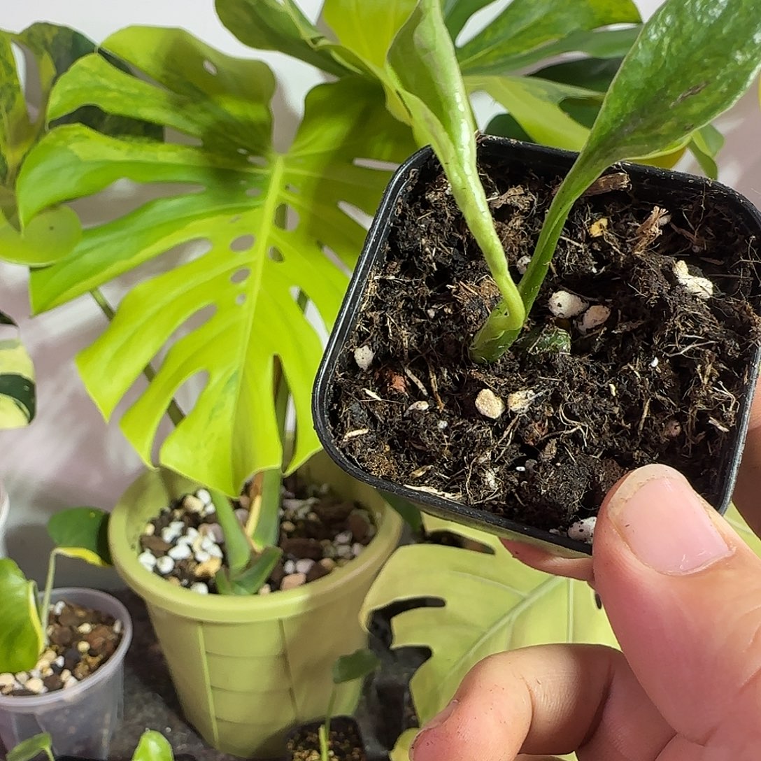 暗***士完全开放龟背竹种子苗