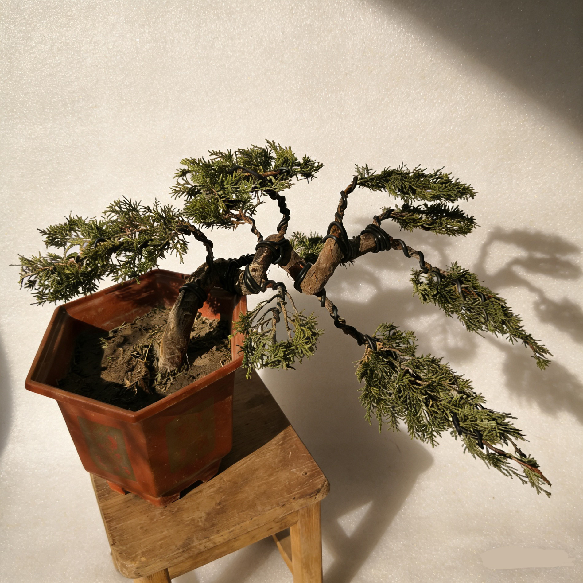 真柏造型盆室内外绿植盆栽四季常青好养