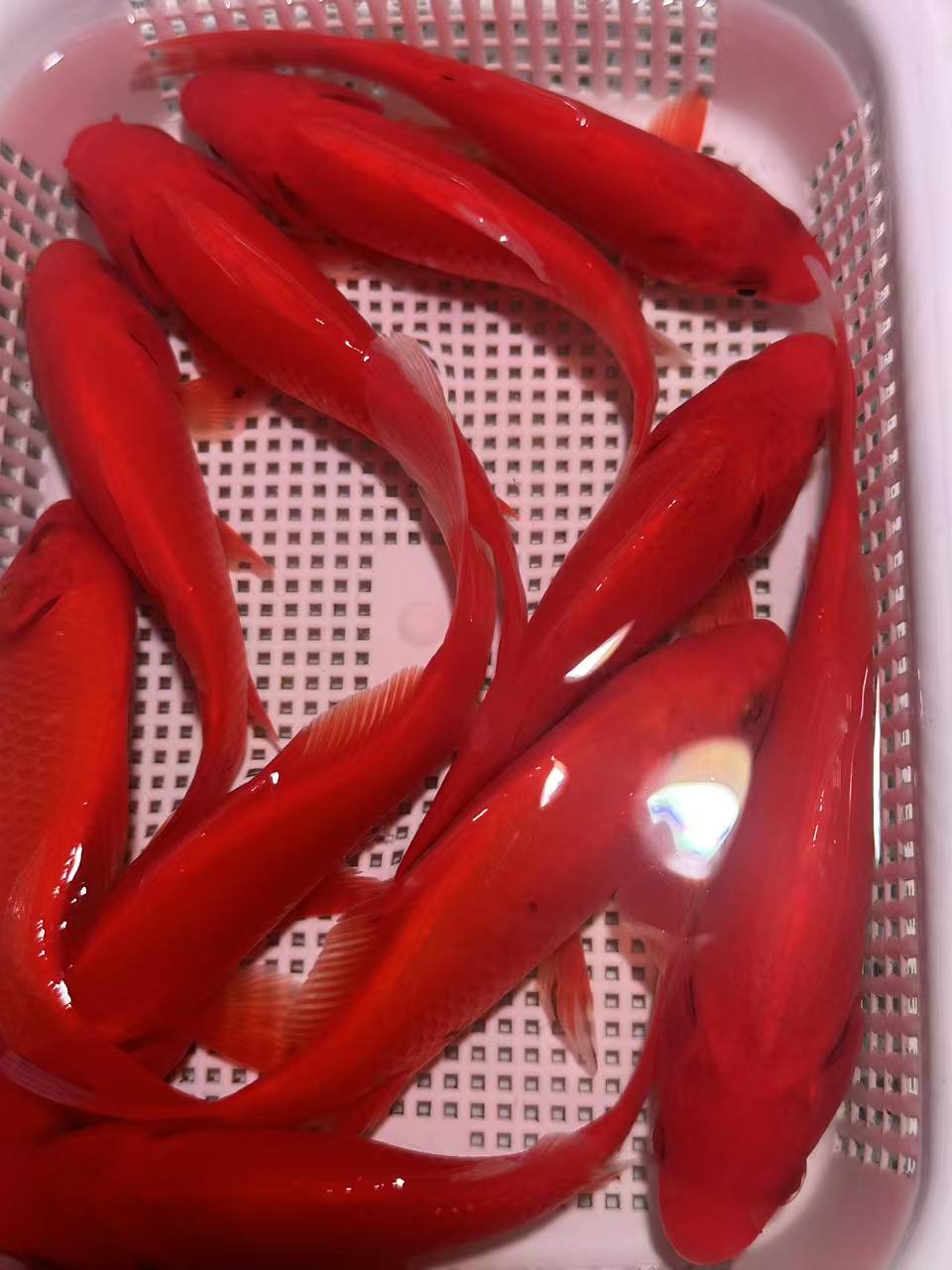 【十红十美】8-10厘米红凤尾10条组合冷水观赏鱼大尺寸好养