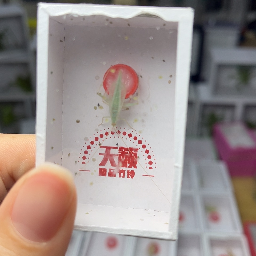 蚂蚁工坊蓝竹。         