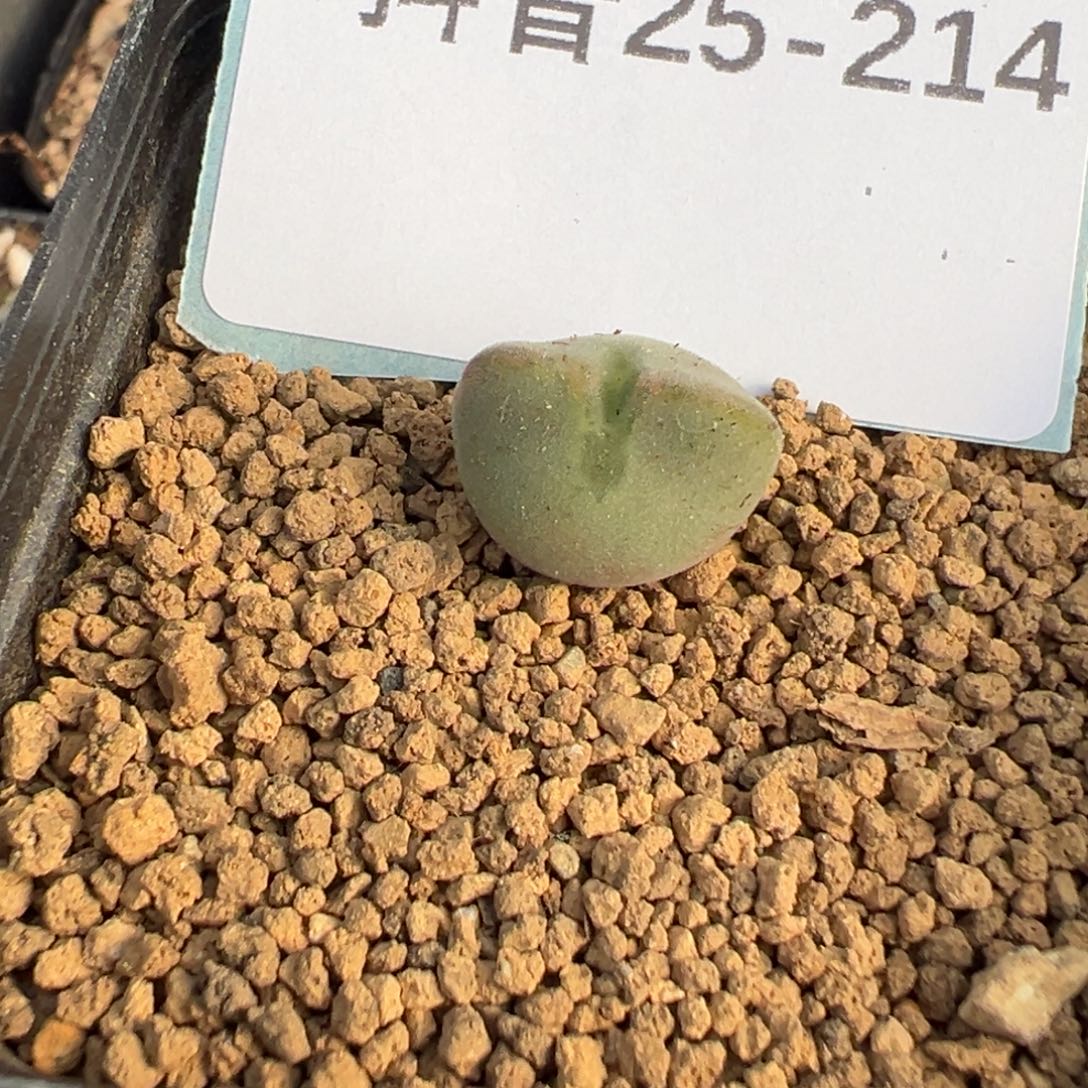 25-214大眼睛空蝉多肉