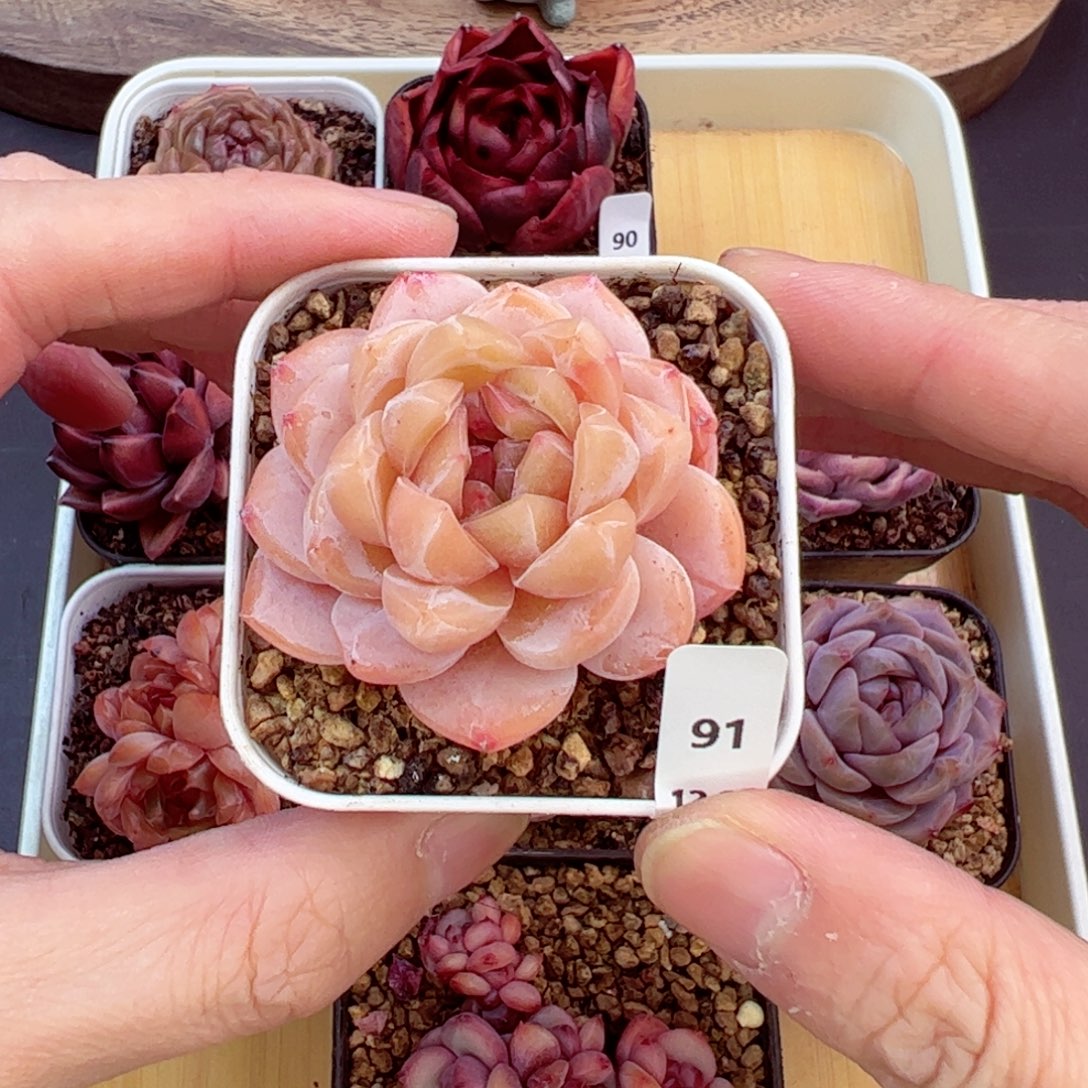 好好看91、哈哈哈哈