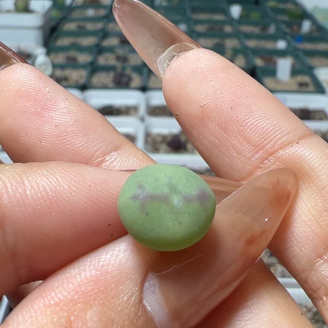 茶***手爱心小拳拳杂桃割多肉