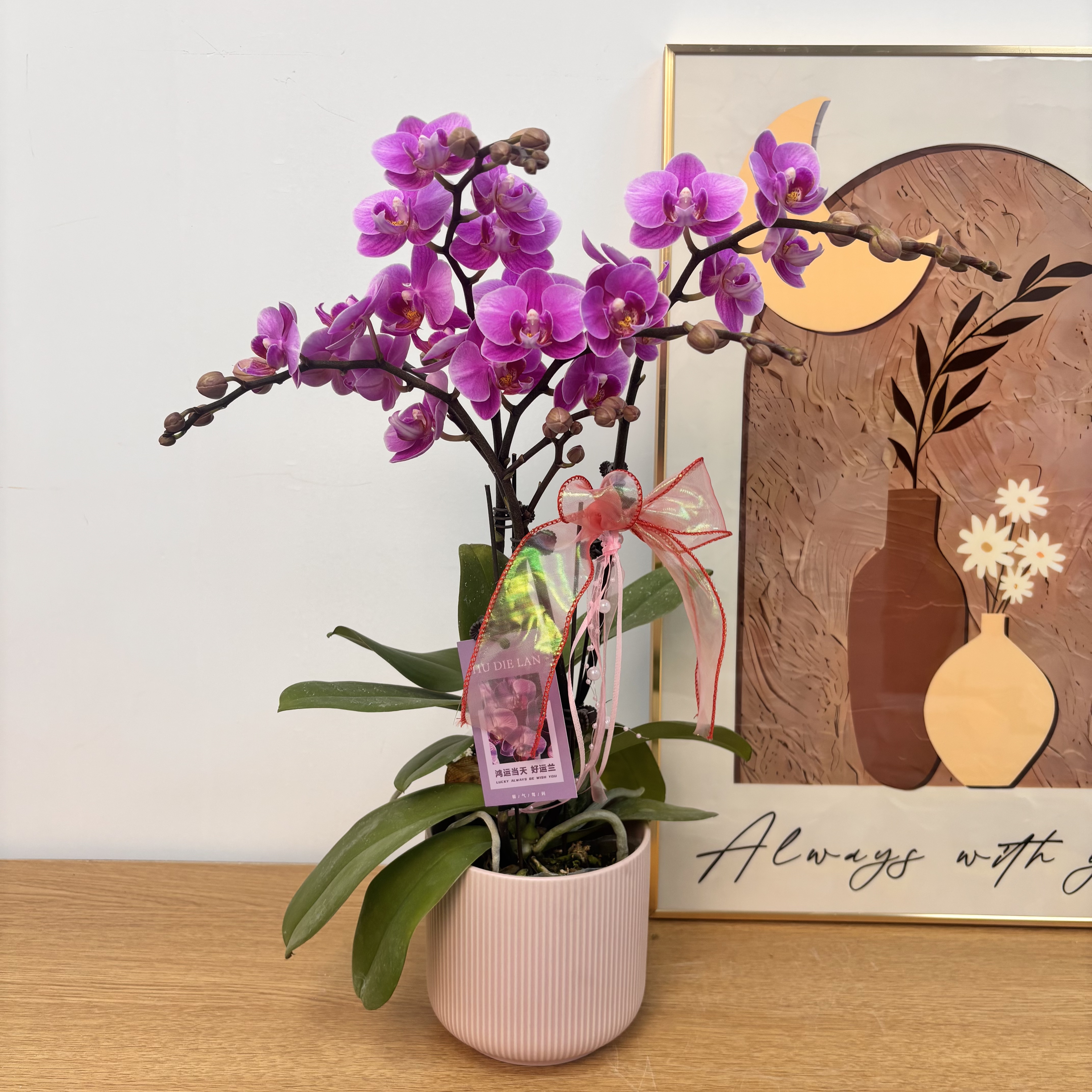 蝴蝶兰【紫霞仙子】带花带花苞带盆 好养耐养室内 鲜花高级