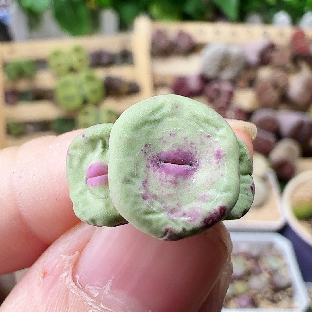 无花朵427/拿铁多肉植物馆