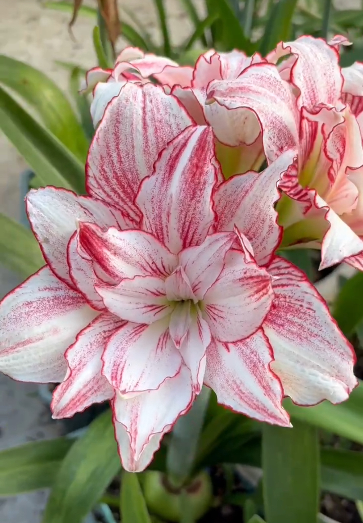 花羊羊2厘米左右（黄叶蔫叶属正常情况，不包养护，不接受慎拍）