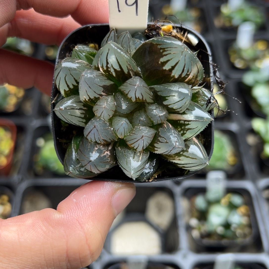 19龙爪玉露锦一物一拍