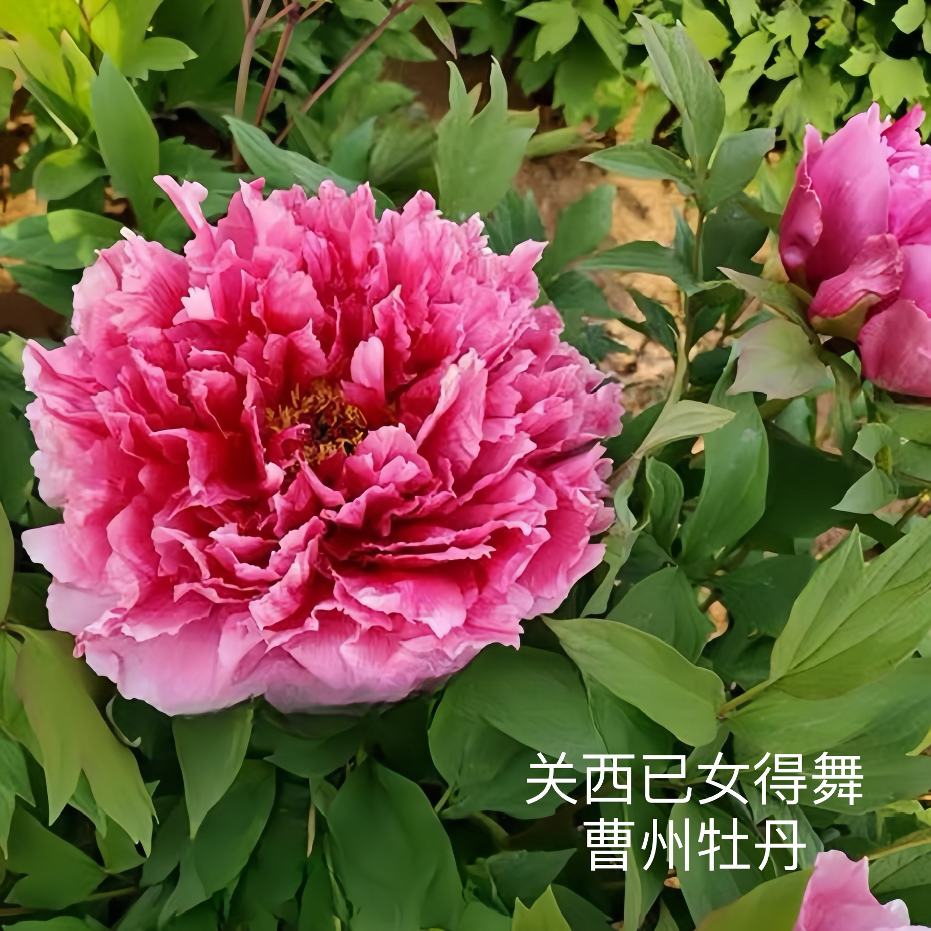 观赏牡丹 关西已女得舞