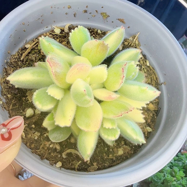 多肉植物彩虹熊群
