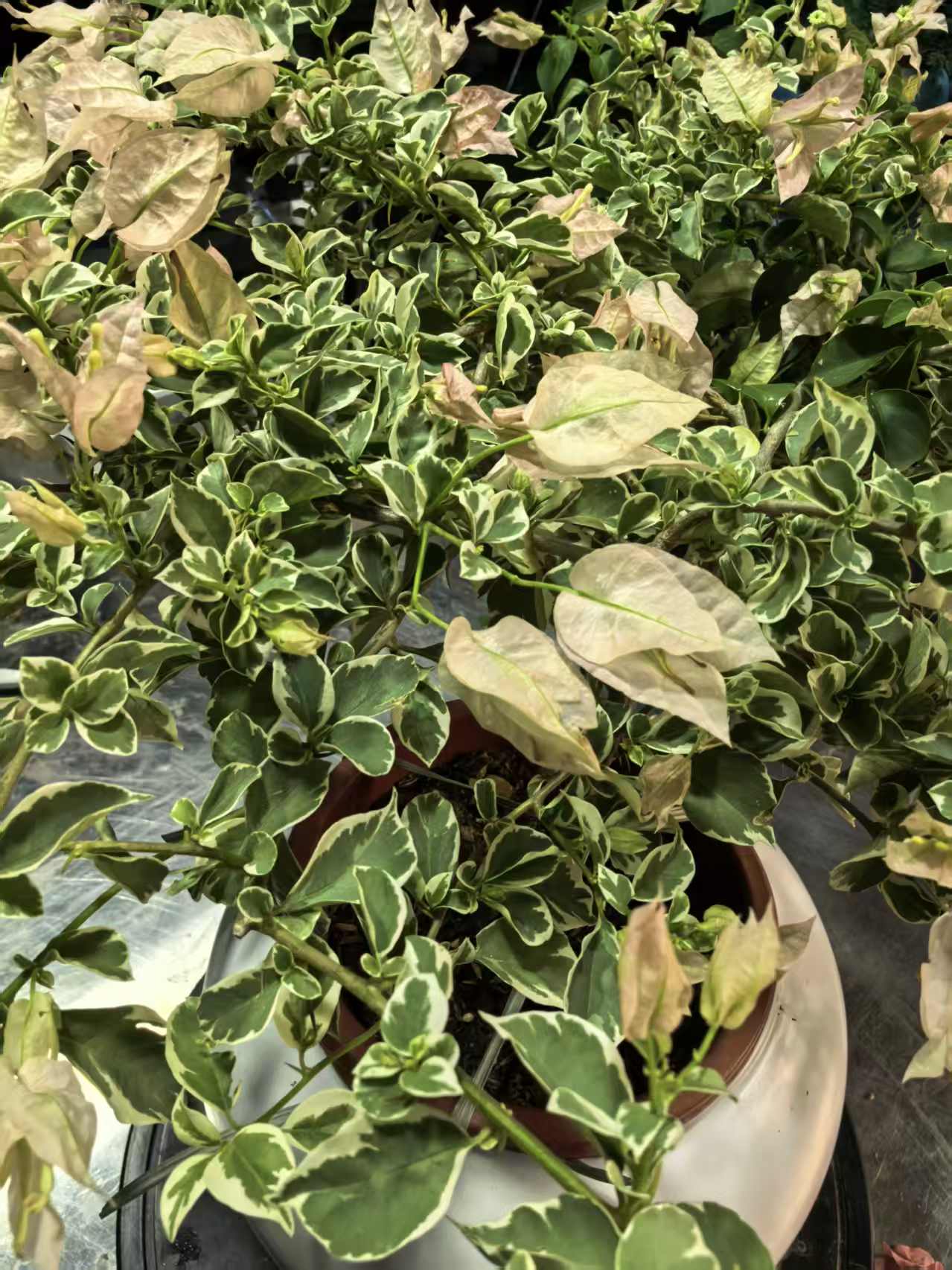 【闽南棠三角梅】新人福利