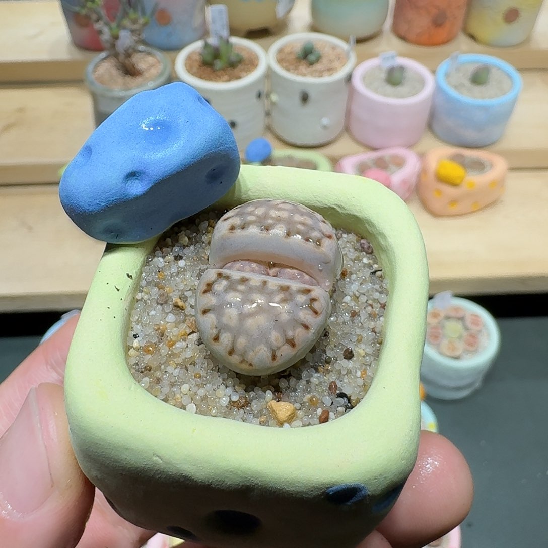 红陶蘑菇921寿丽饼干