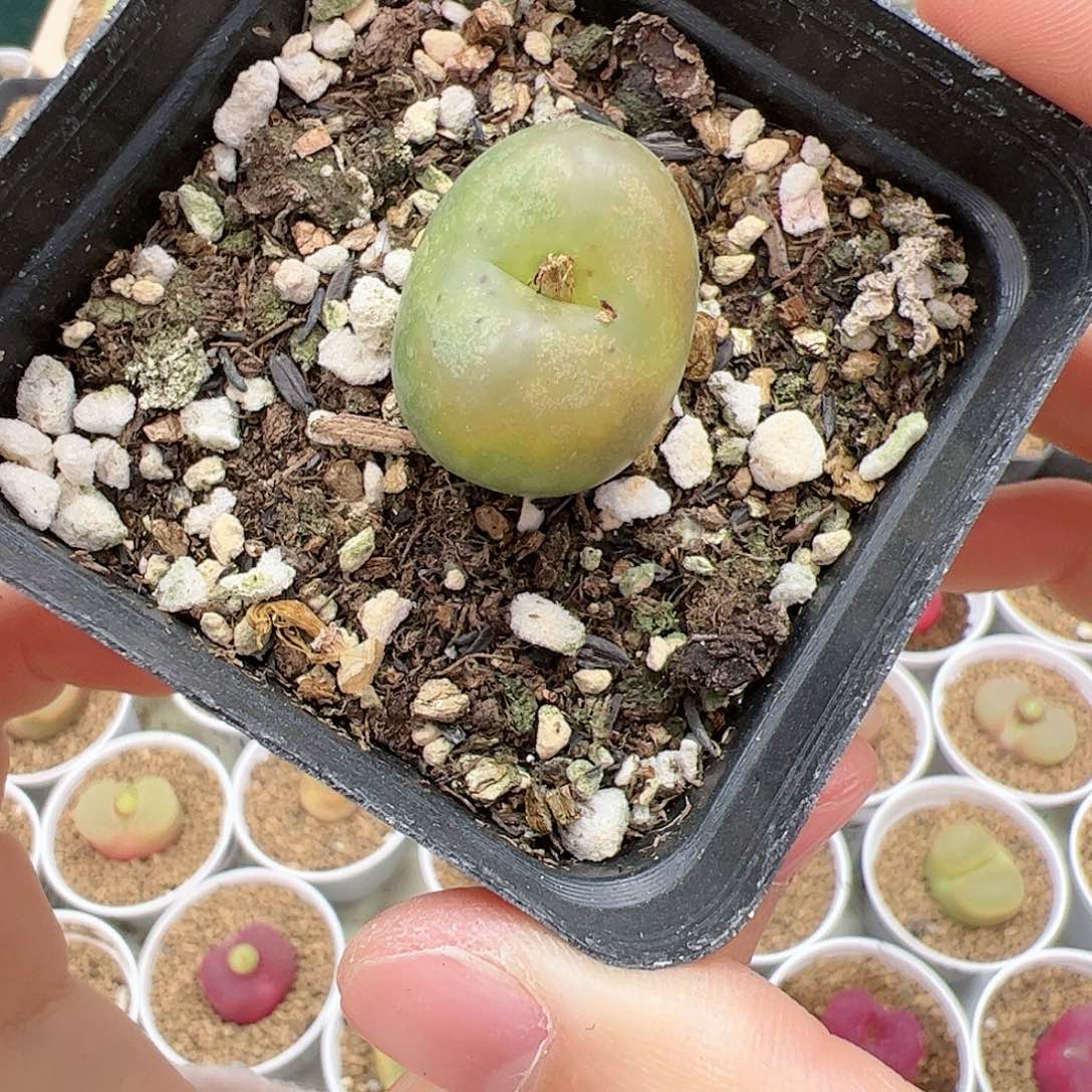 【闪购商品】344 吕x桃杂