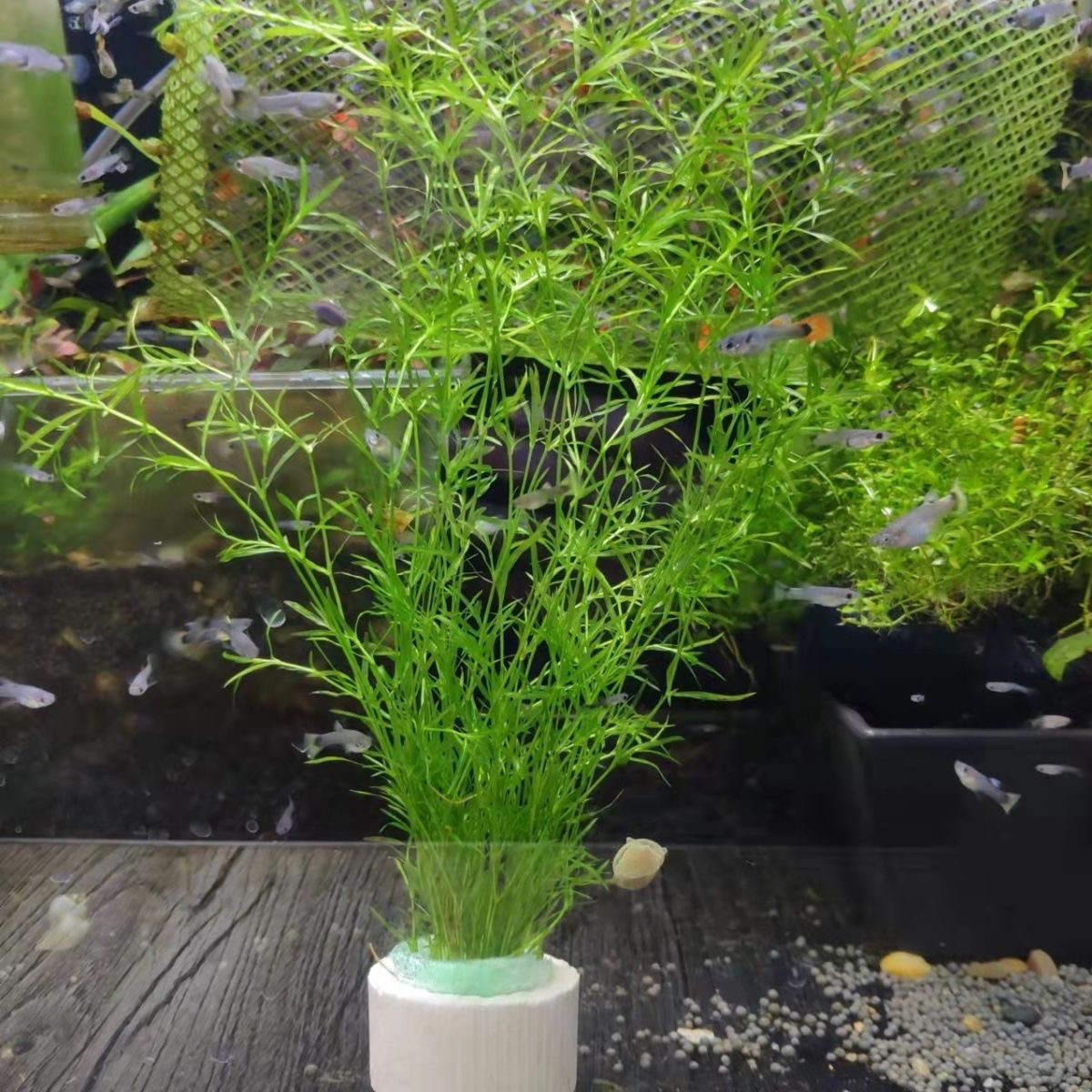 竹节水草植物鱼缸造景好养懒人耐活阴性水草净化水质