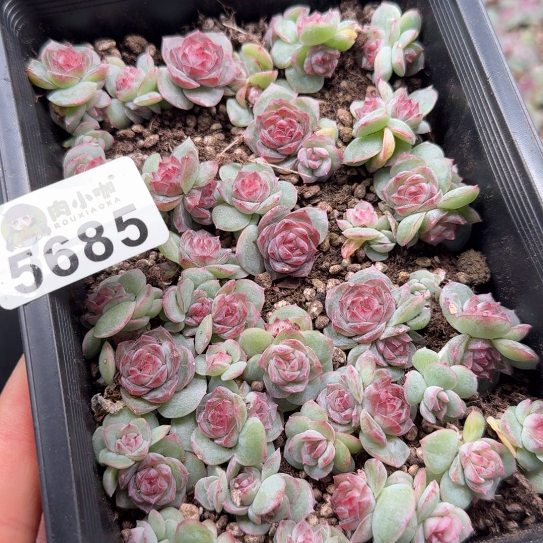 日****多肉植物多肉植物