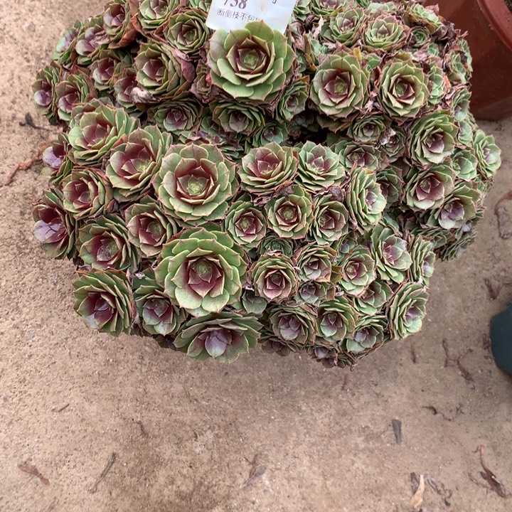 758万圣节多肉植物特价