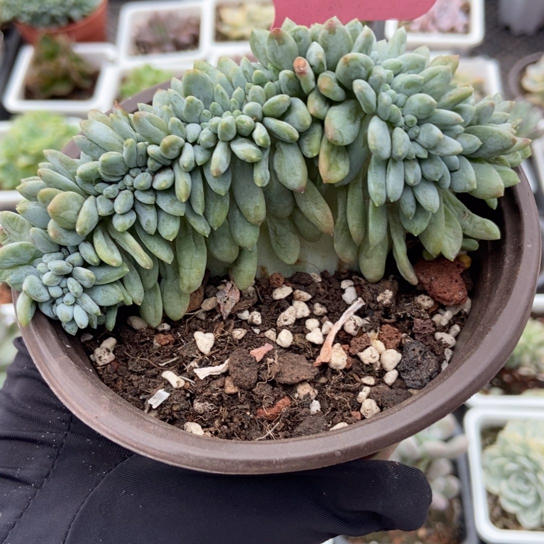 2001奶糖缀多肉植物