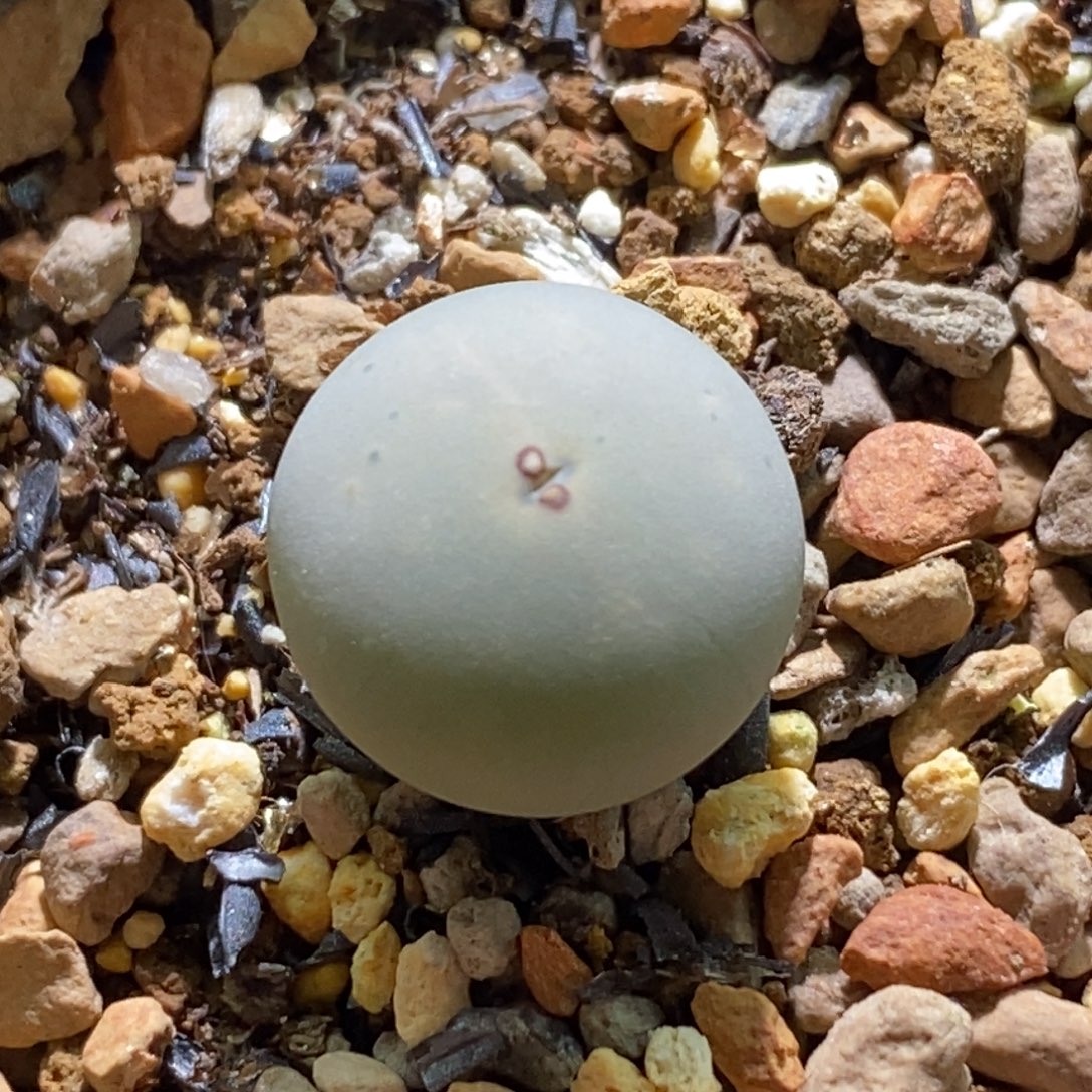 好看好看434v嘴好看好看