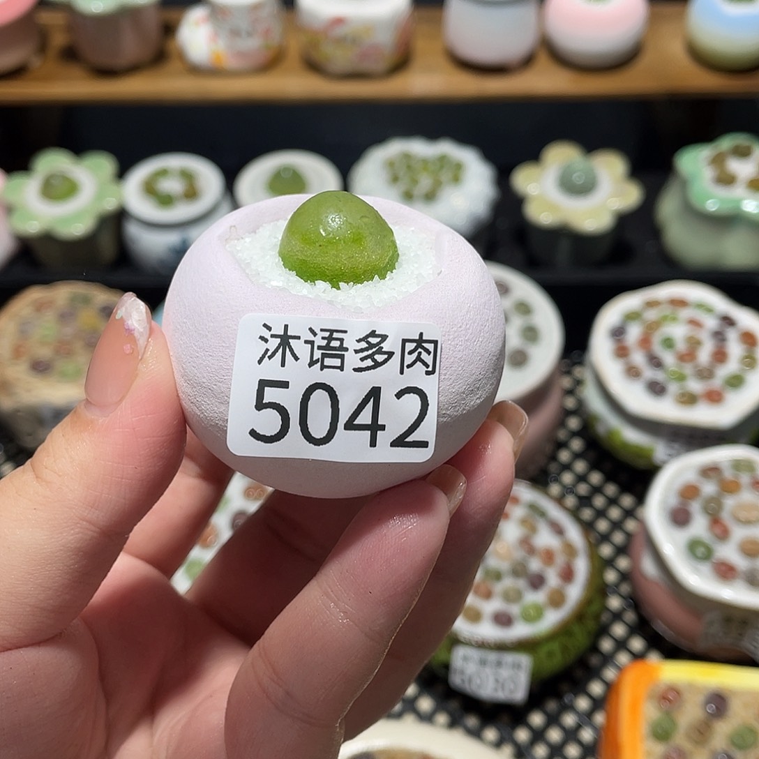 W***x带盆土植物 一物一拍5042