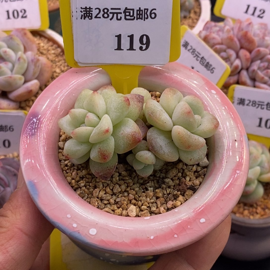 6119冰玉石化趴地双多肉