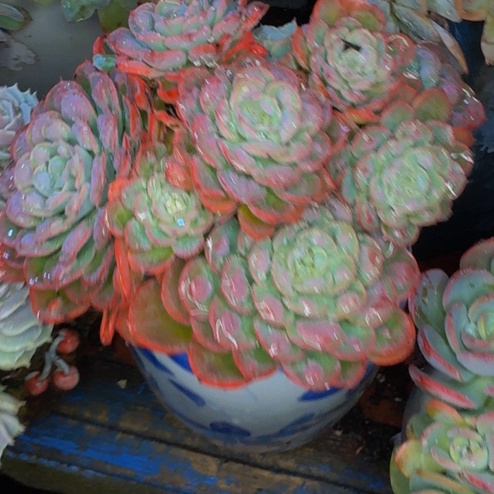 美***光老桩精品肉肉雪凤雨滴