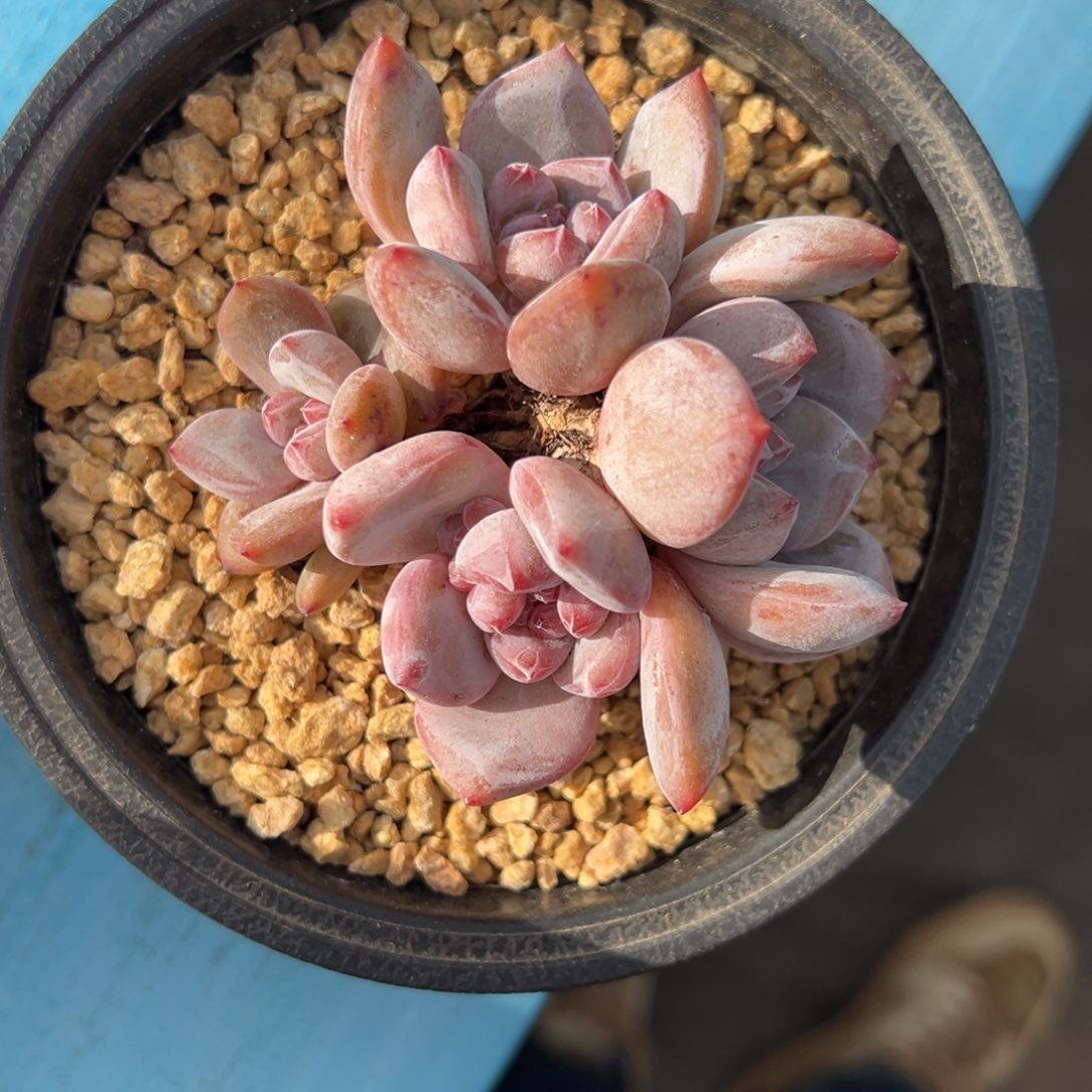 多肉fhghghggghggggggg