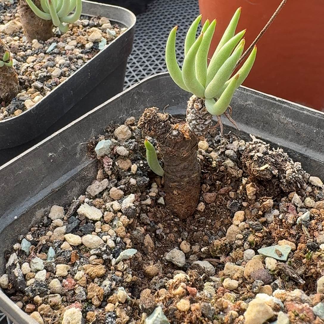 加里斯白象奇峰锦带盆