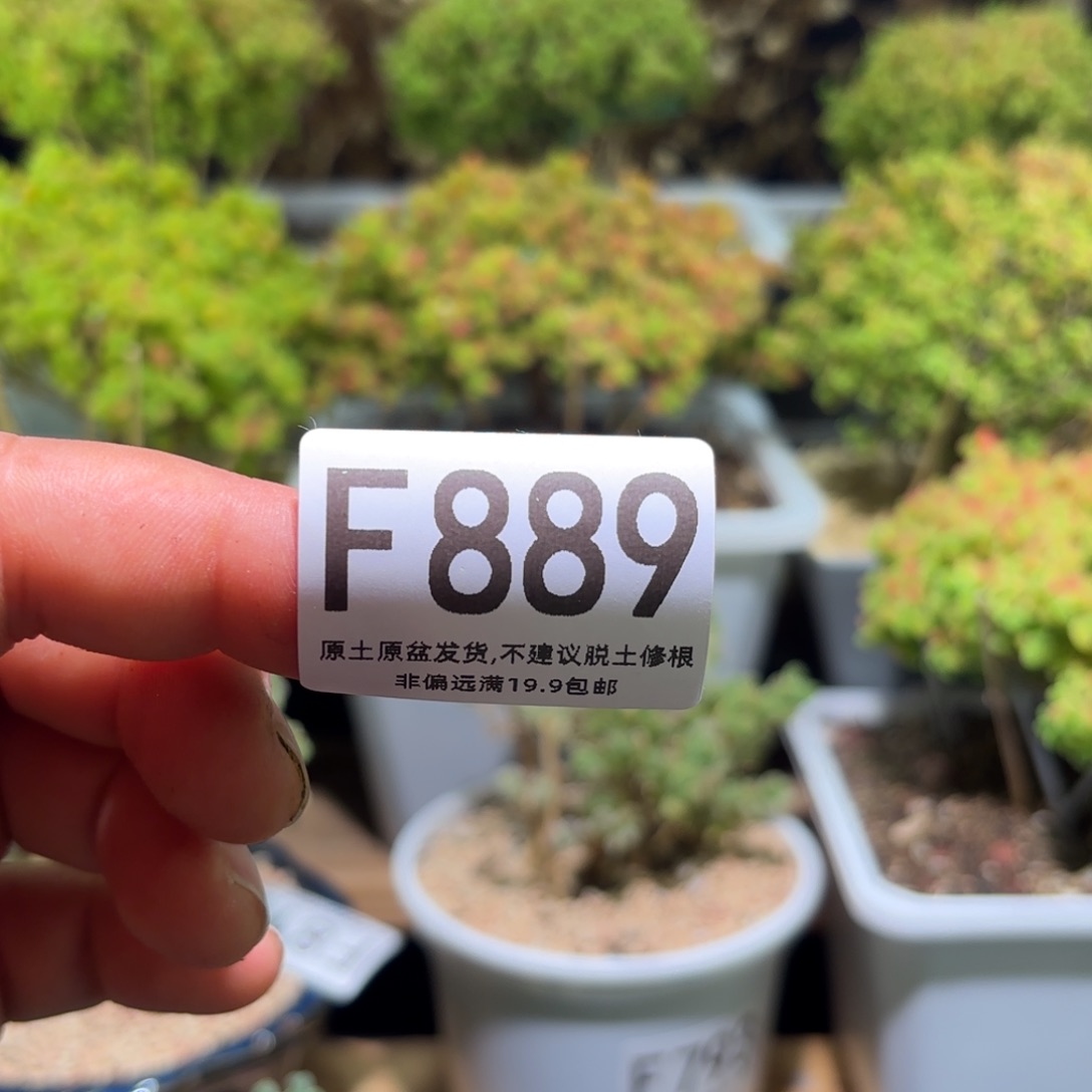 霜*F880蜜橘换七里烧圆盆