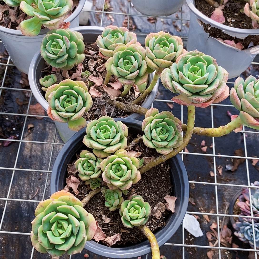 尼可莎拉玫瑰多头群生