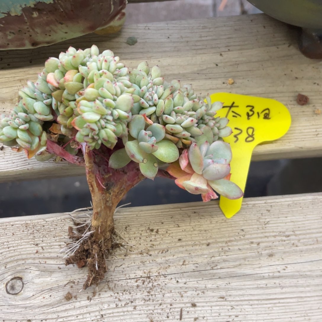 太***阳石榴子星影缀化瑕疵底切太阳38