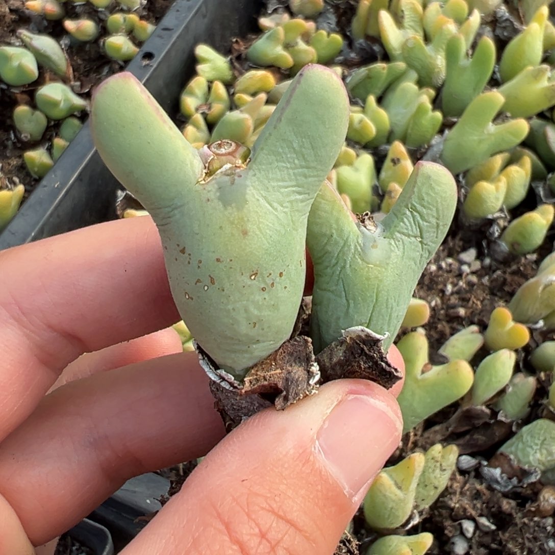 【闪购商品】736…..