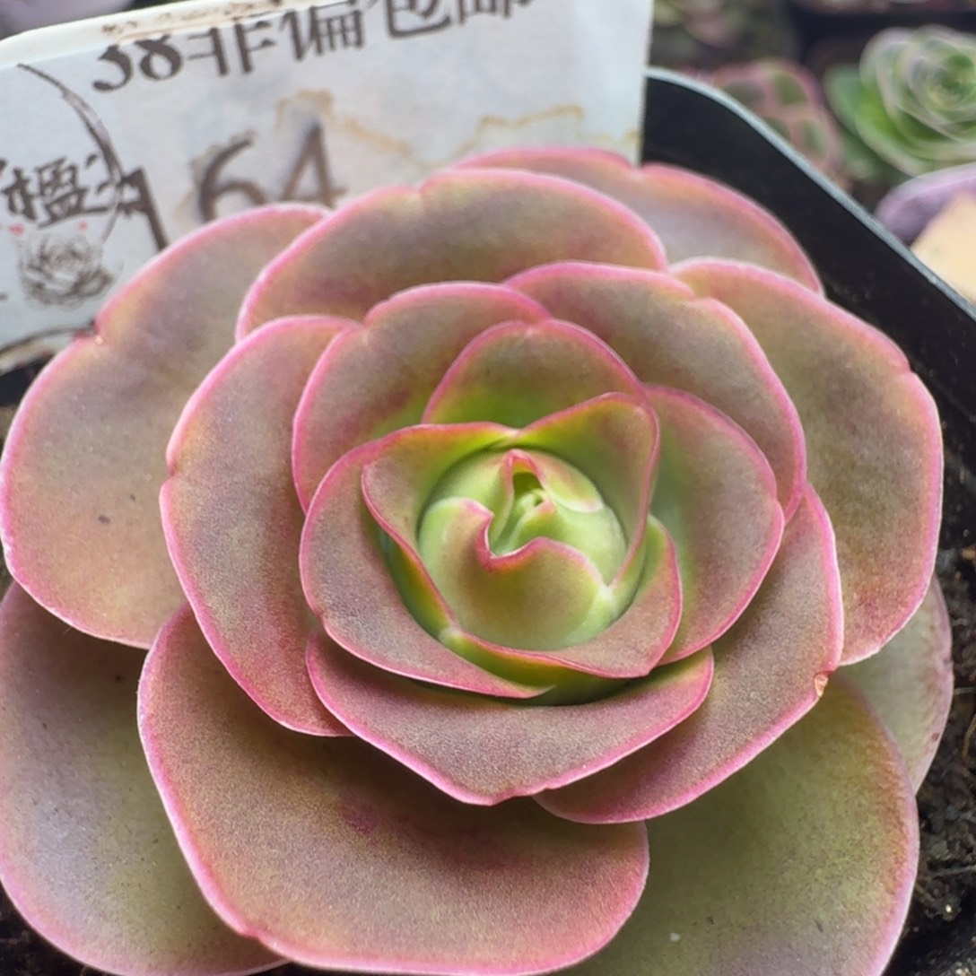 楹楹-164清秋-冠幅  4cm