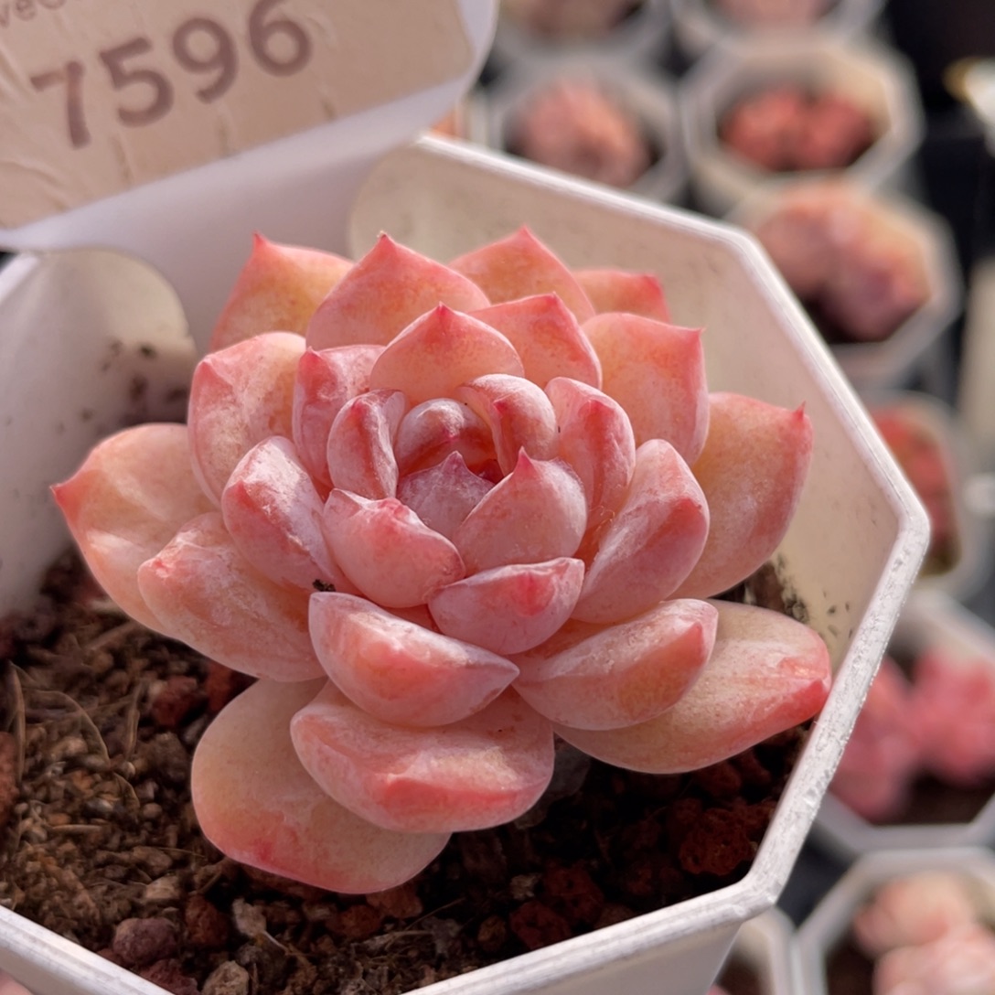 冰葡萄7596-5.0厘米