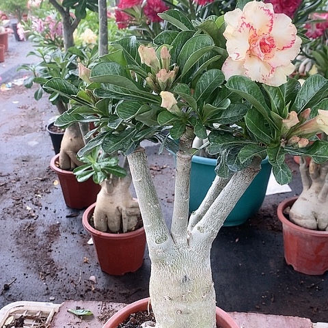 【闪购商品】无花朵沙*