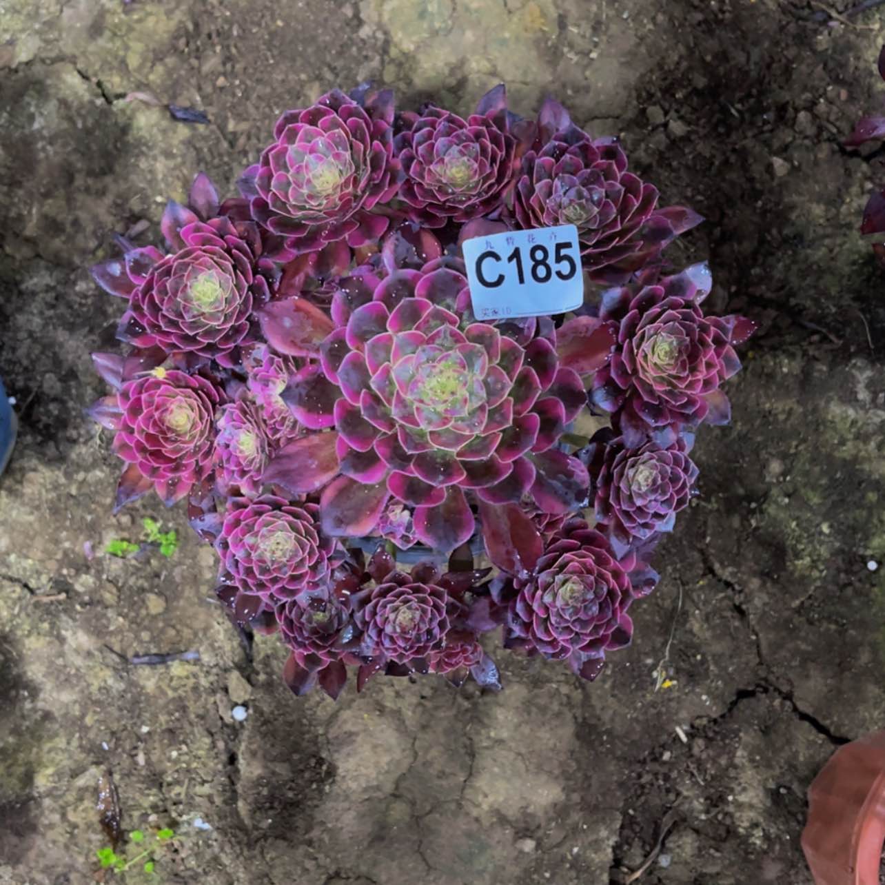 【闪购商品】185祝融