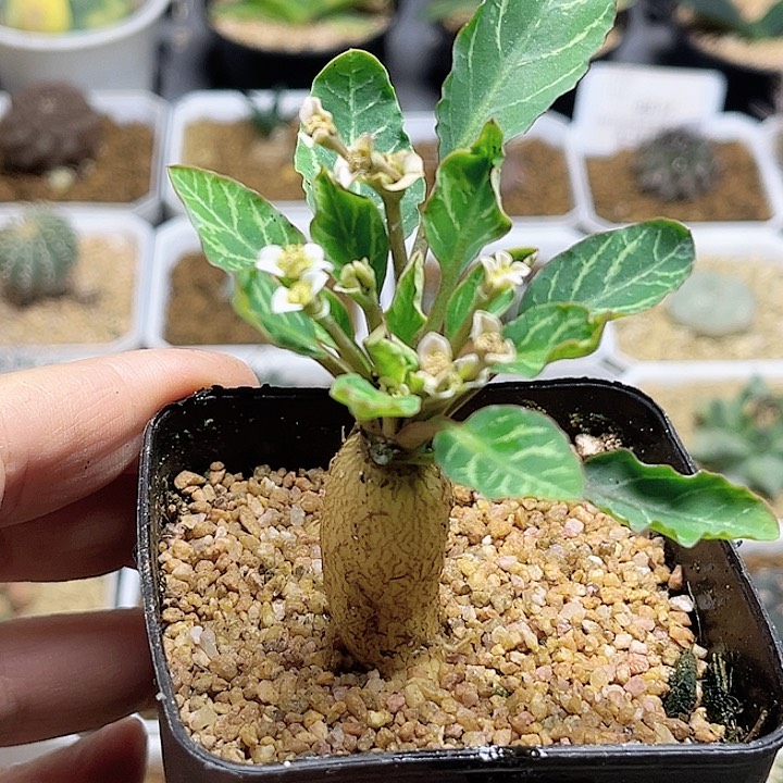 鱼骨大戟一颗一物一拍