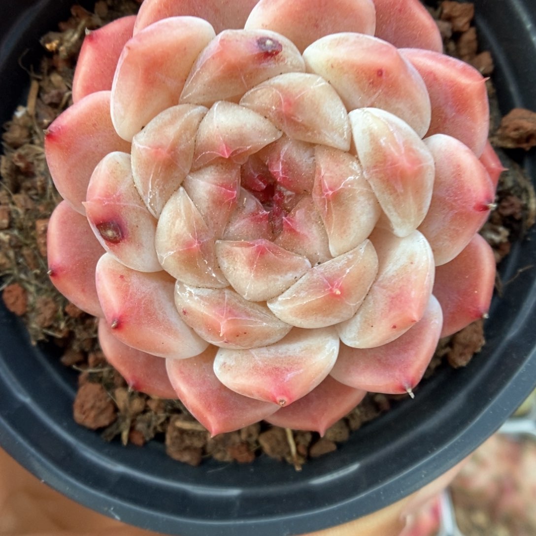 母本冰魄可拍312号。  