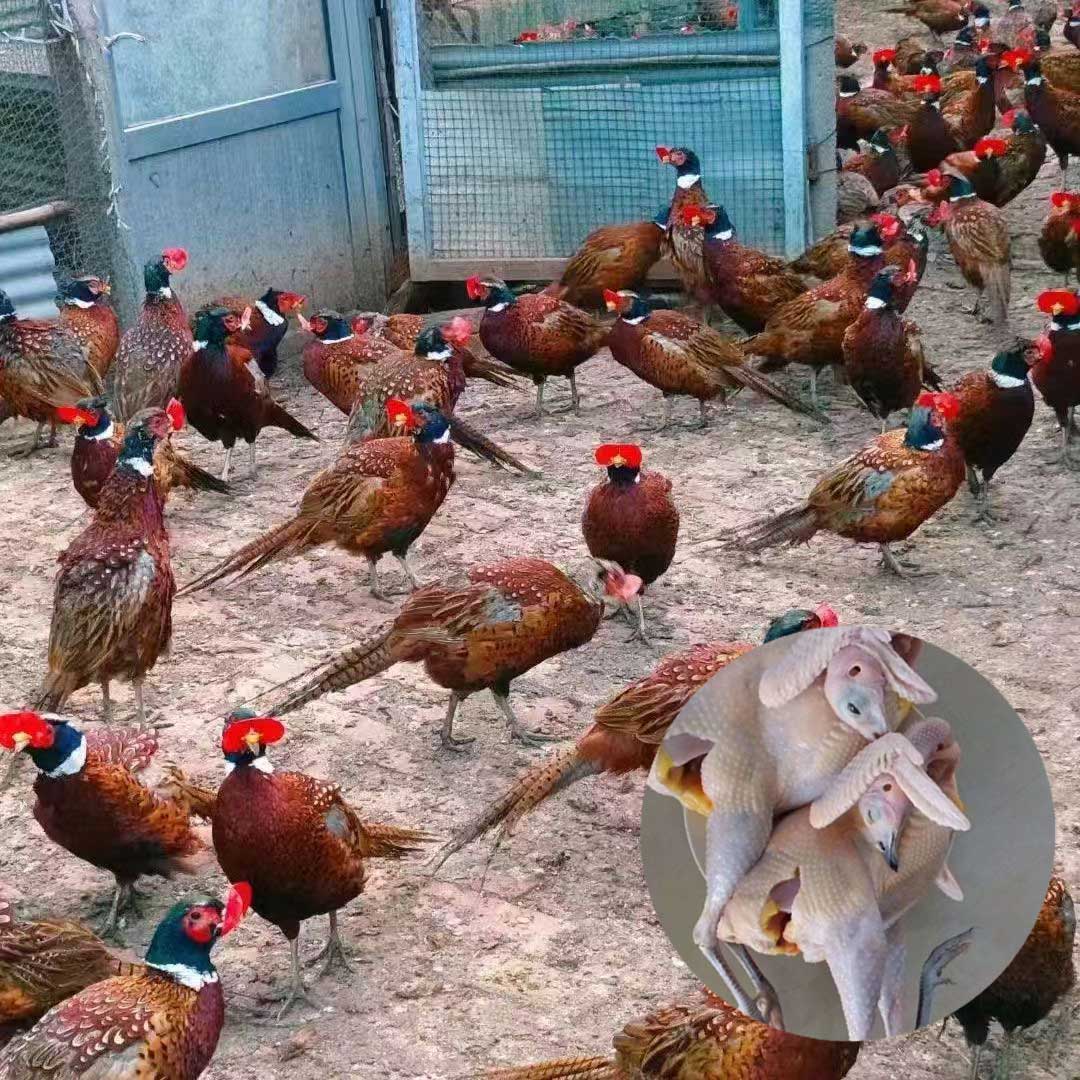 2只公鸡七彩山鸡肉质鲜美，整只发货