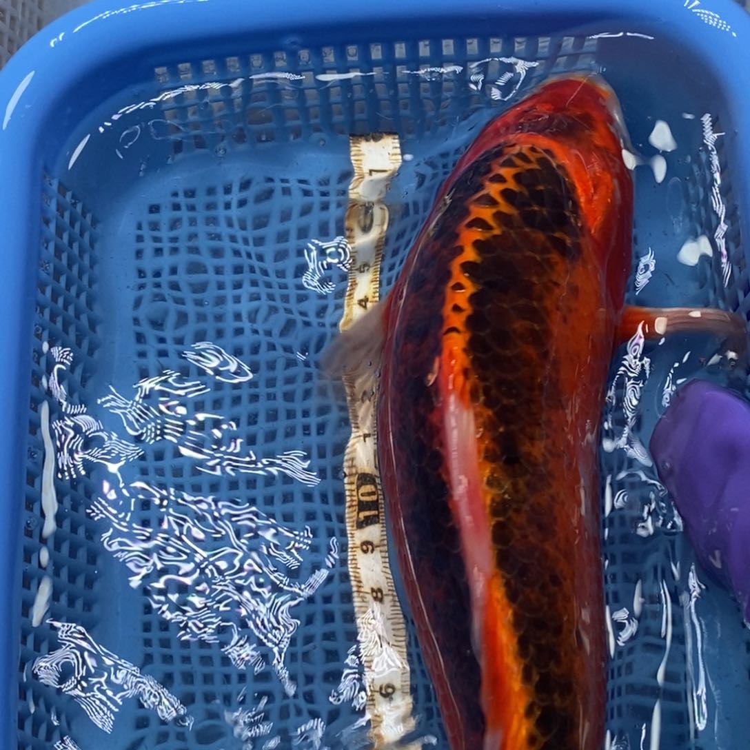 锦鲤冷水锦鲤包邮