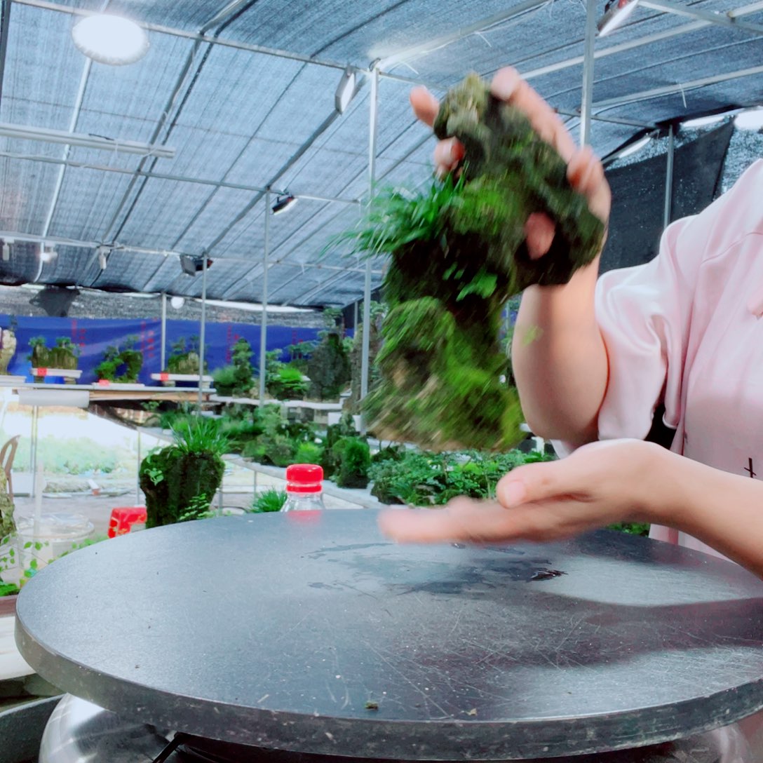 创***制当前无花栽培后可以开花