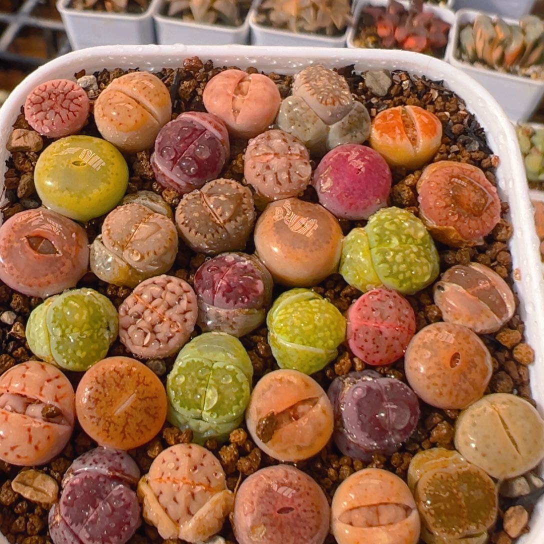 67多肉植物百科知识