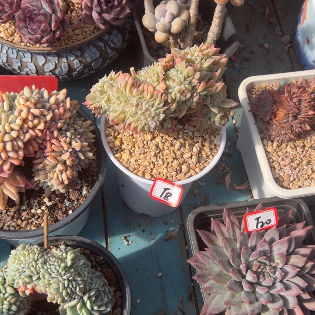 随***）精品多肉植物老桩