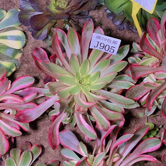 905红魔女多肉植物