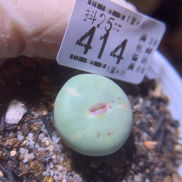 精品生石花25.414